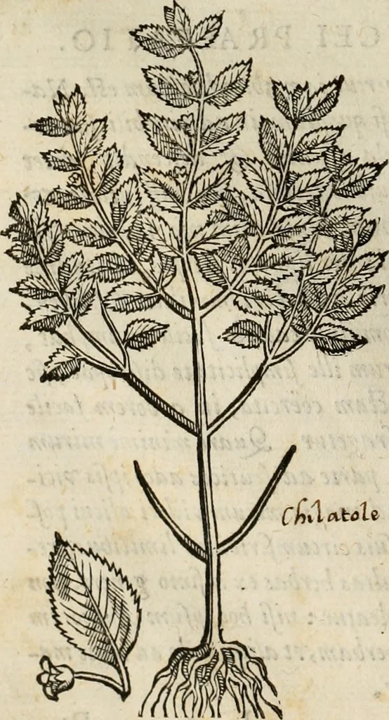 An illustration from Rerum medicarum Novae Hispaniae thesaurus, seu, Plantarum animalium mineralium Mexicanorum historia, 1651, leaf 143