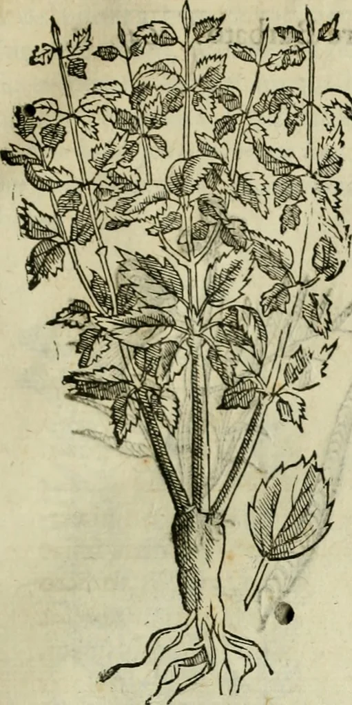 An illustration from Rerum medicarum Novae Hispaniae thesaurus, seu, Plantarum animalium mineralium Mexicanorum historia, 1651, leaf 144