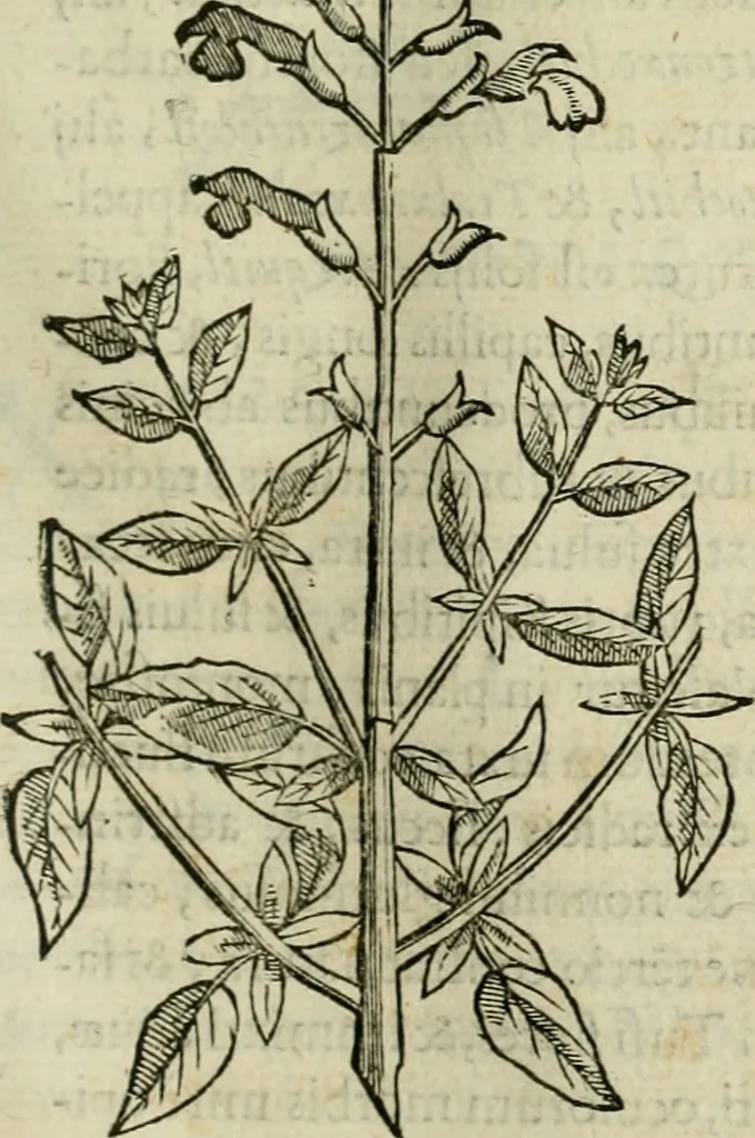 An illustration from Rerum medicarum Novae Hispaniae thesaurus, seu, Plantarum animalium mineralium Mexicanorum historia, 1651, leaf 144