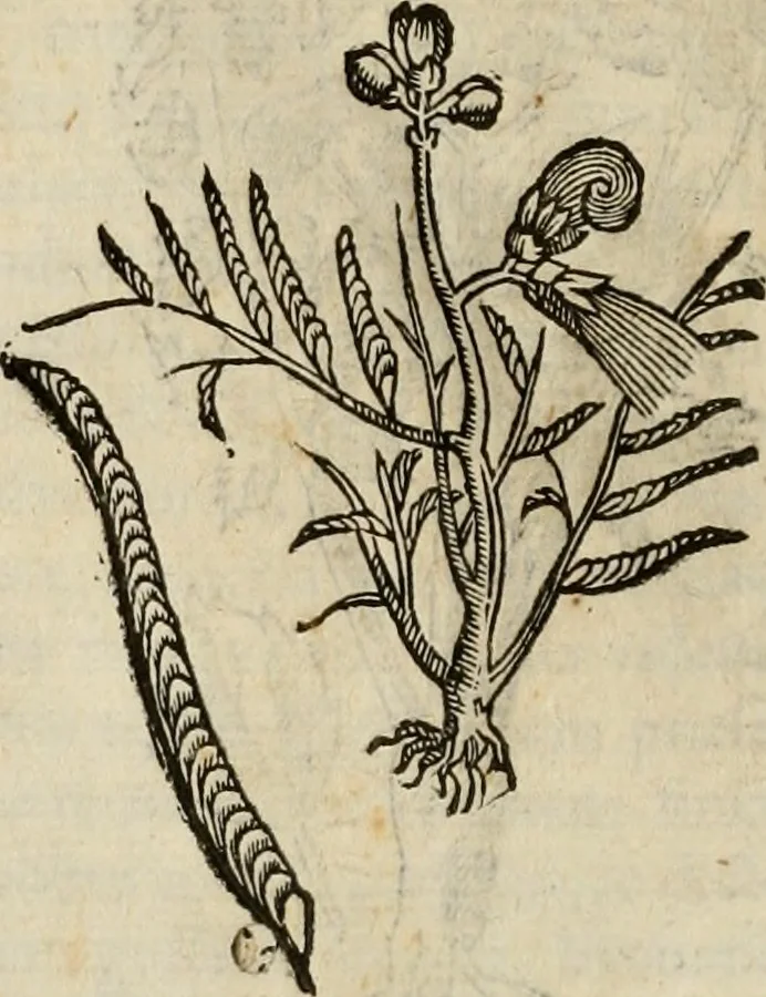 An illustration from Rerum medicarum Novae Hispaniae thesaurus, seu, Plantarum animalium mineralium Mexicanorum historia, 1651, leaf 145