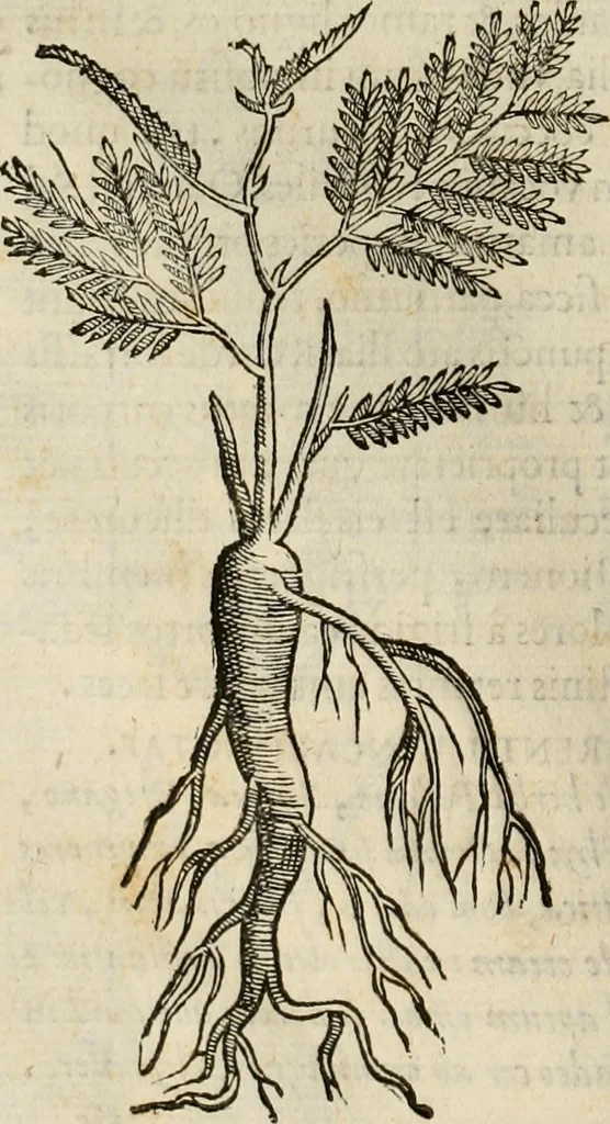An illustration from Rerum medicarum Novae Hispaniae thesaurus, seu, Plantarum animalium mineralium Mexicanorum historia, 1651, leaf 145