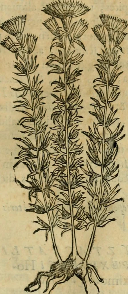 An illustration from Rerum medicarum Novae Hispaniae thesaurus, seu, Plantarum animalium mineralium Mexicanorum historia, 1651, leaf 146
