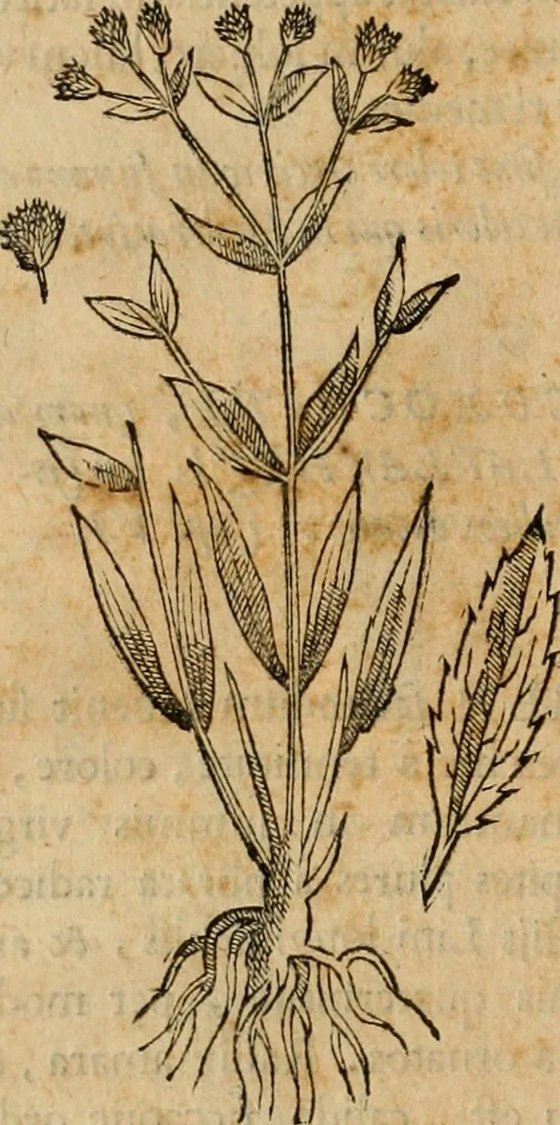 An illustration from Rerum medicarum Novae Hispaniae thesaurus, seu, Plantarum animalium mineralium Mexicanorum historia, 1651, leaf 147