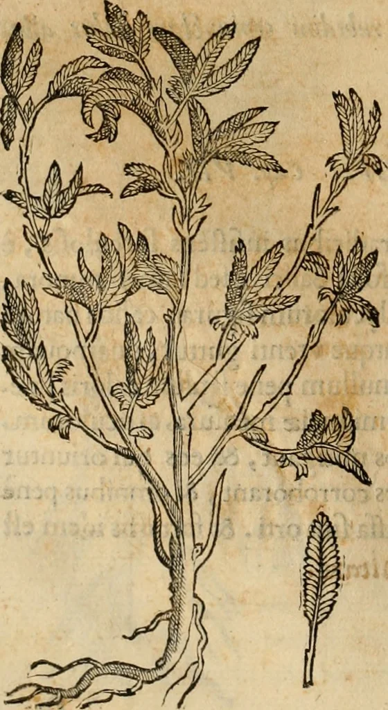 An illustration from Rerum medicarum Novae Hispaniae thesaurus, seu, Plantarum animalium mineralium Mexicanorum historia, 1651, leaf 147
