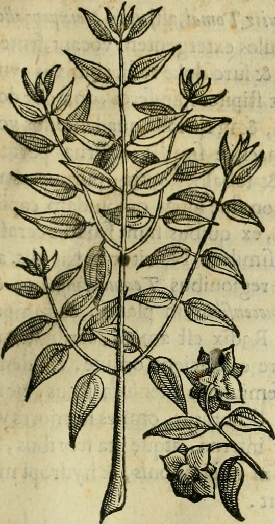 An illustration from Rerum medicarum Novae Hispaniae thesaurus, seu, Plantarum animalium mineralium Mexicanorum historia, 1651, leaf 148
