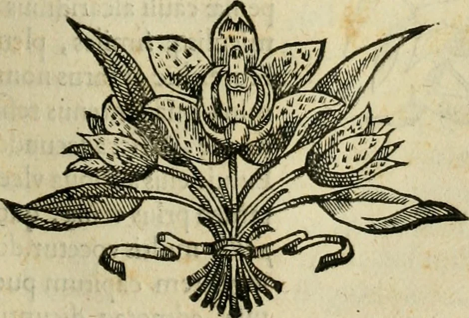 An illustration from Rerum medicarum Novae Hispaniae thesaurus, seu, Plantarum animalium mineralium Mexicanorum historia, 1651, leaf 148