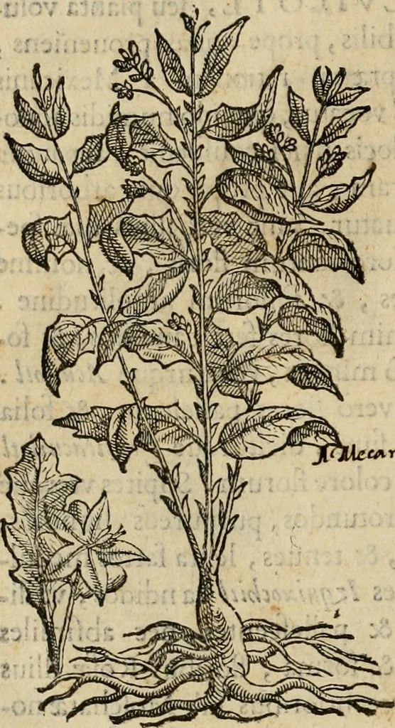An illustration from Rerum medicarum Novae Hispaniae thesaurus, seu, Plantarum animalium mineralium Mexicanorum historia, 1651, leaf 149