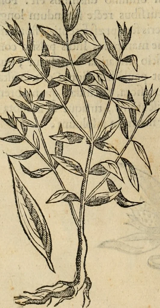 An illustration from Rerum medicarum Novae Hispaniae thesaurus, seu, Plantarum animalium mineralium Mexicanorum historia, 1651, leaf 149