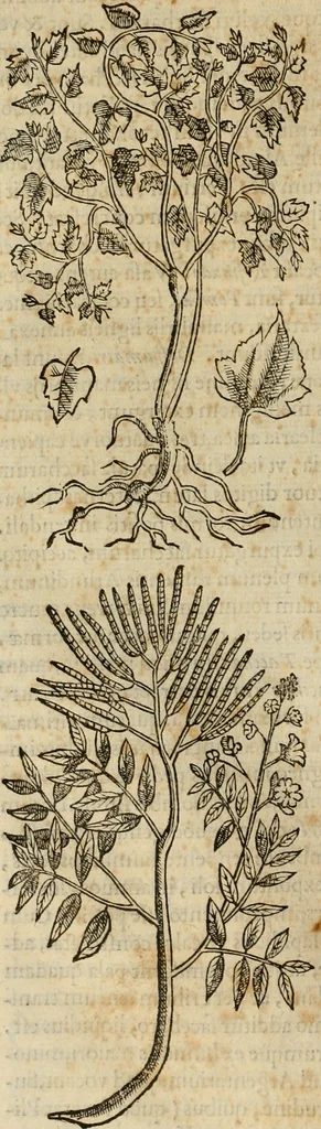 An illustration from Rerum medicarum Novae Hispaniae thesaurus, seu, Plantarum animalium mineralium Mexicanorum historia, 1651, leaf 153