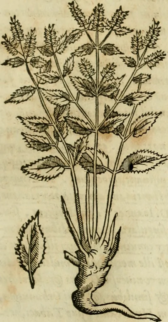 An illustration from Rerum medicarum Novae Hispaniae thesaurus, seu, Plantarum animalium mineralium Mexicanorum historia, 1651, leaf 154