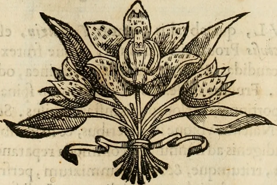 An illustration from Rerum medicarum Novae Hispaniae thesaurus, seu, Plantarum animalium mineralium Mexicanorum historia, 1651, leaf 155
