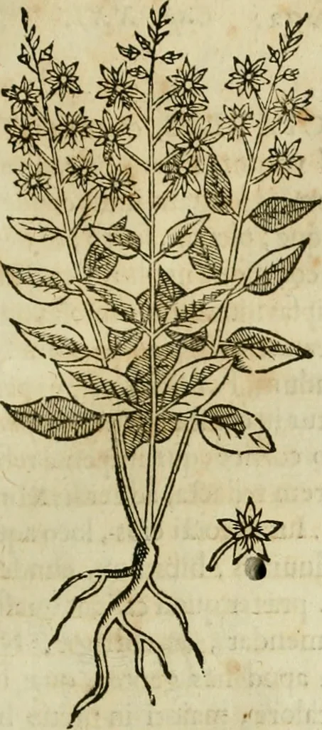 An illustration from Rerum medicarum Novae Hispaniae thesaurus, seu, Plantarum animalium mineralium Mexicanorum historia, 1651, leaf 156