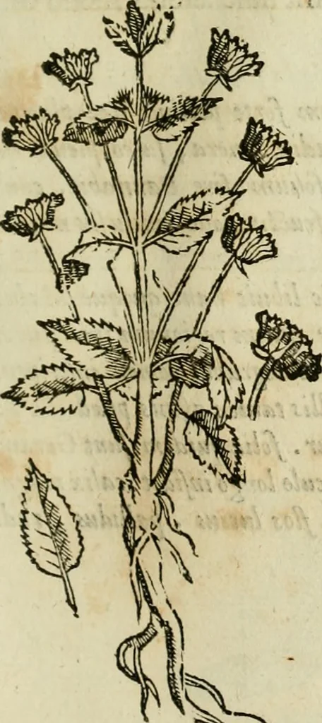 An illustration from Rerum medicarum Novae Hispaniae thesaurus, seu, Plantarum animalium mineralium Mexicanorum historia, 1651, leaf 156