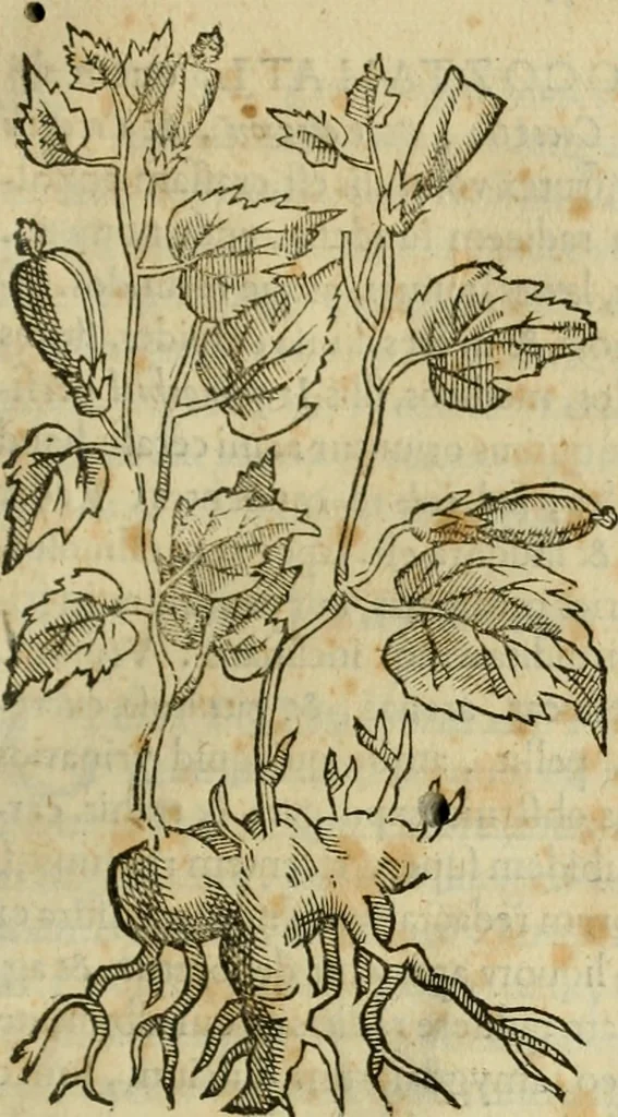 An illustration from Rerum medicarum Novae Hispaniae thesaurus, seu, Plantarum animalium mineralium Mexicanorum historia, 1651, leaf 158