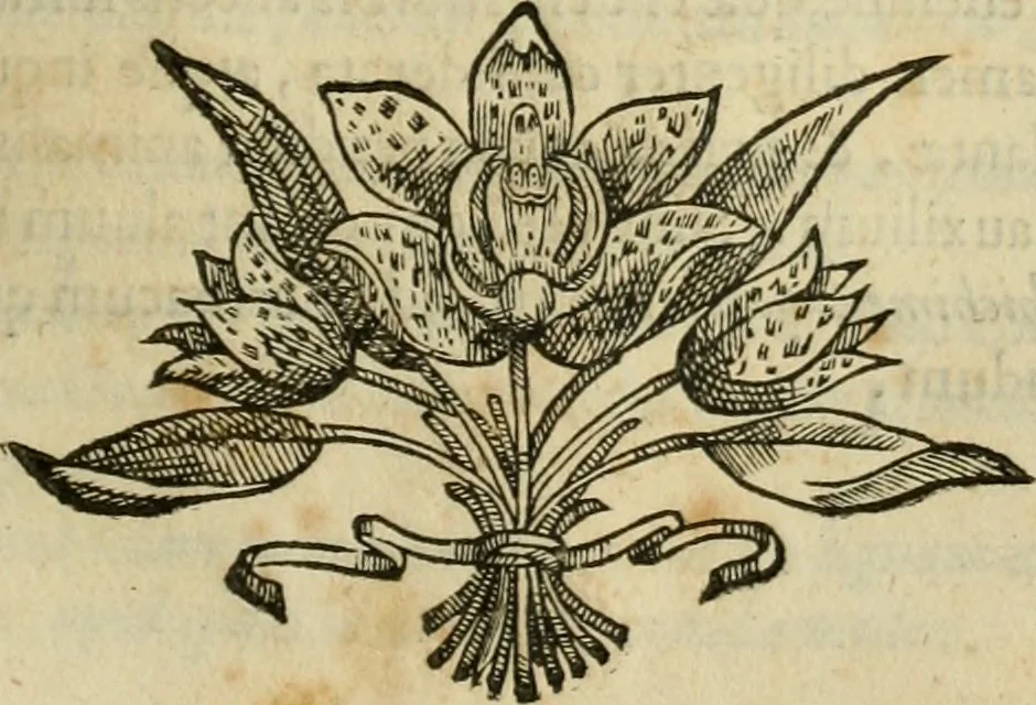 An illustration from Rerum medicarum Novae Hispaniae thesaurus, seu, Plantarum animalium mineralium Mexicanorum historia, 1651, leaf 158