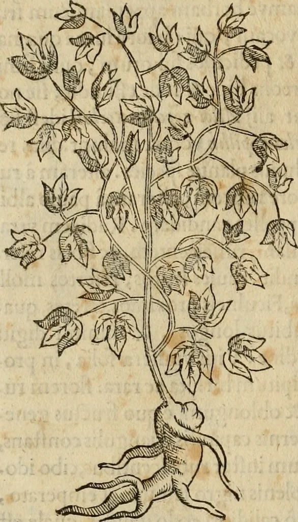 An illustration from Rerum medicarum Novae Hispaniae thesaurus, seu, Plantarum animalium mineralium Mexicanorum historia, 1651, leaf 159