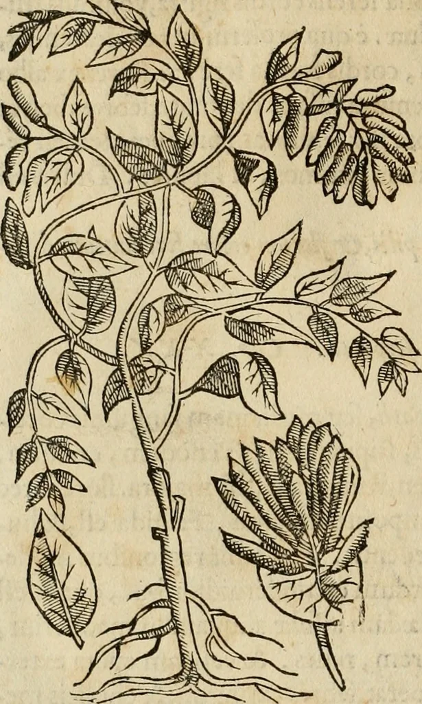 An illustration from Rerum medicarum Novae Hispaniae thesaurus, seu, Plantarum animalium mineralium Mexicanorum historia, 1651, leaf 161