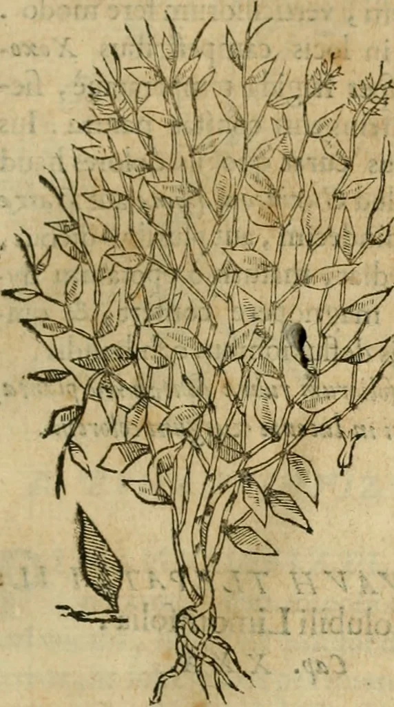 An illustration from Rerum medicarum Novae Hispaniae thesaurus, seu, Plantarum animalium mineralium Mexicanorum historia, 1651, leaf 162
