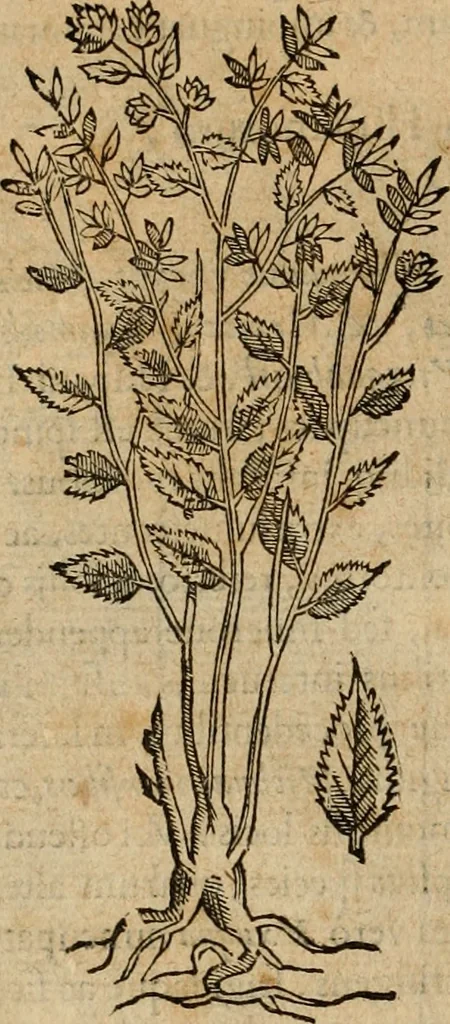 An illustration from Rerum medicarum Novae Hispaniae thesaurus, seu, Plantarum animalium mineralium Mexicanorum historia, 1651, leaf 163