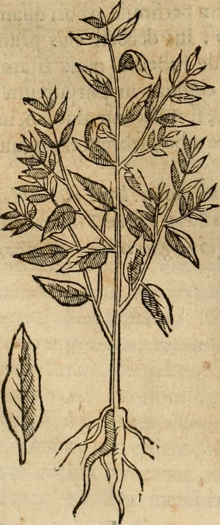 An illustration from Rerum medicarum Novae Hispaniae thesaurus, seu, Plantarum animalium mineralium Mexicanorum historia, 1651, leaf 163