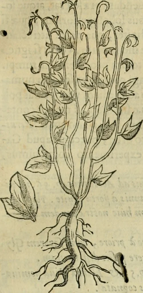 An illustration from Rerum medicarum Novae Hispaniae thesaurus, seu, Plantarum animalium mineralium Mexicanorum historia, 1651, leaf 164