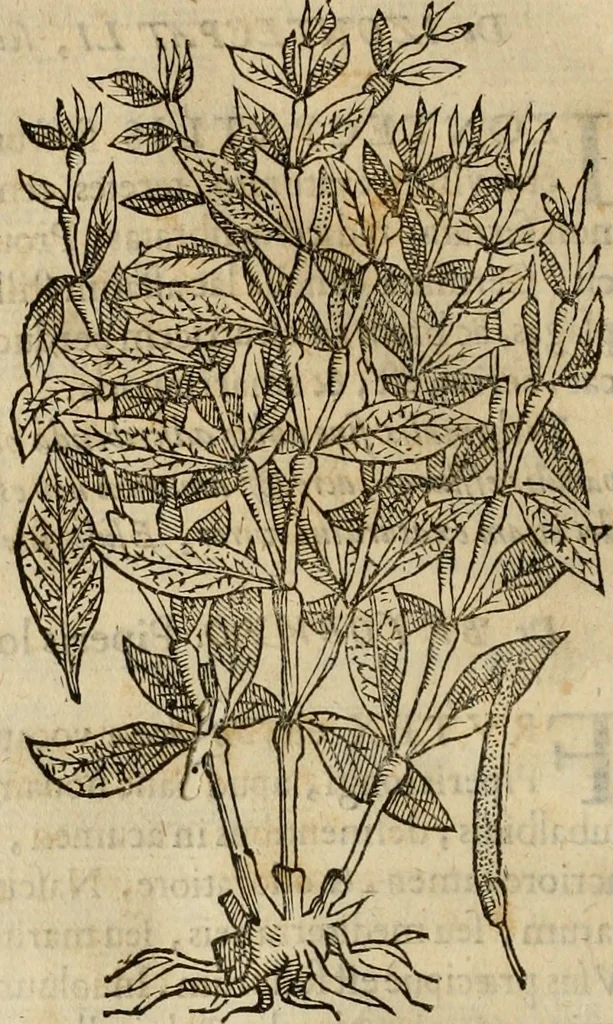 An illustration from Rerum medicarum Novae Hispaniae thesaurus, seu, Plantarum animalium mineralium Mexicanorum historia, 1651, leaf 167