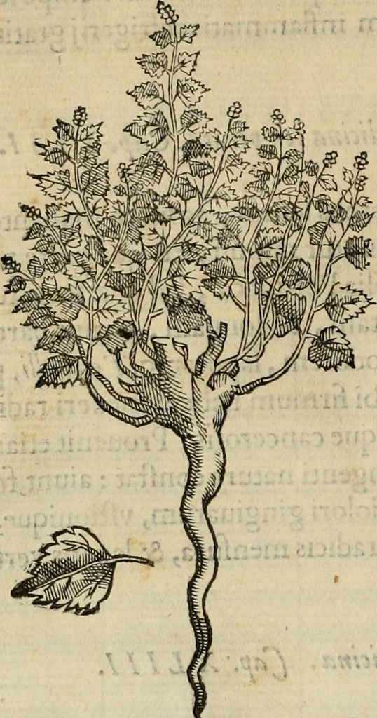 An illustration from Rerum medicarum Novae Hispaniae thesaurus, seu, Plantarum animalium mineralium Mexicanorum historia, 1651, leaf 171