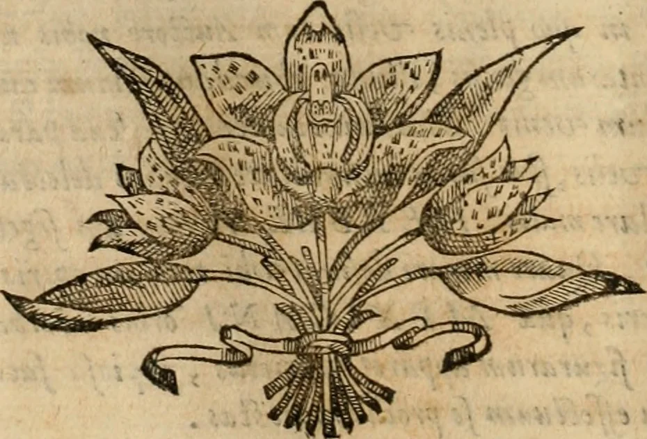 An illustration from Rerum medicarum Novae Hispaniae thesaurus, seu, Plantarum animalium mineralium Mexicanorum historia, 1651, leaf 173