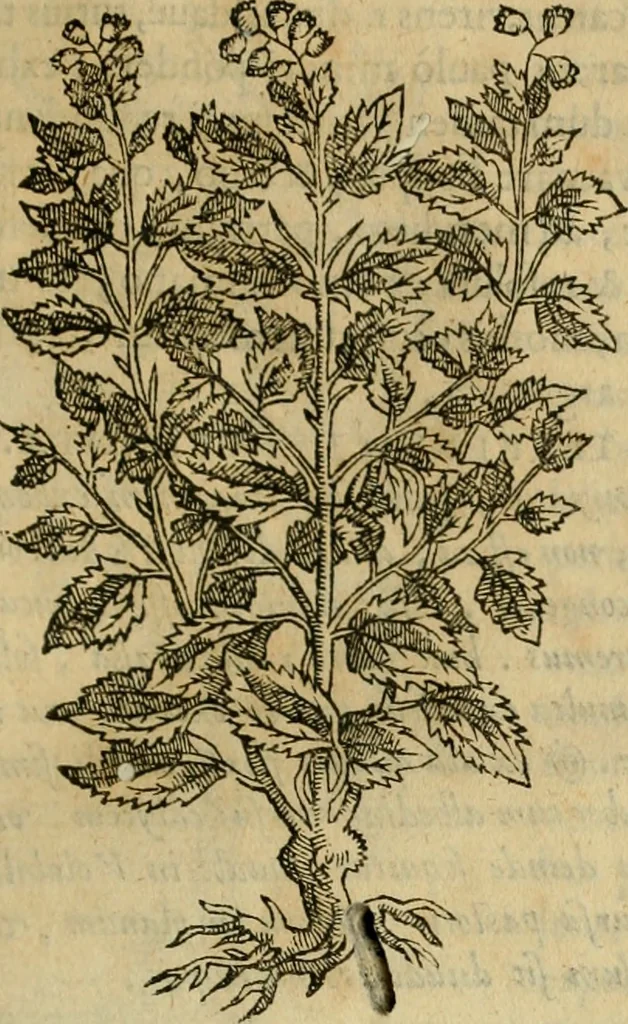 An illustration from Rerum medicarum Novae Hispaniae thesaurus, seu, Plantarum animalium mineralium Mexicanorum historia, 1651, leaf 174