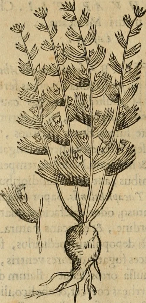 An illustration from Rerum medicarum Novae Hispaniae thesaurus, seu, Plantarum animalium mineralium Mexicanorum historia, 1651, leaf 175