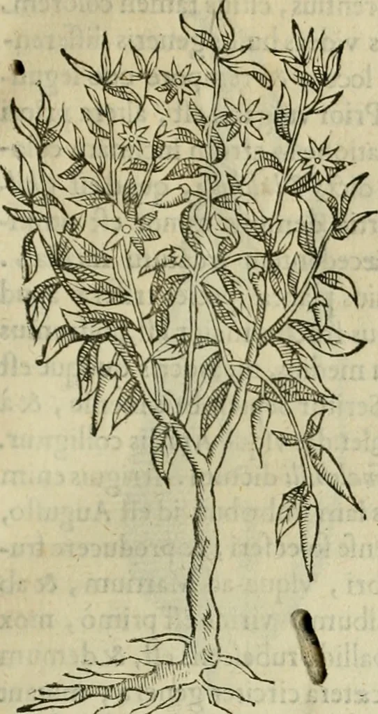 An illustration from Rerum medicarum Novae Hispaniae thesaurus, seu, Plantarum animalium mineralium Mexicanorum historia, 1651, leaf 176