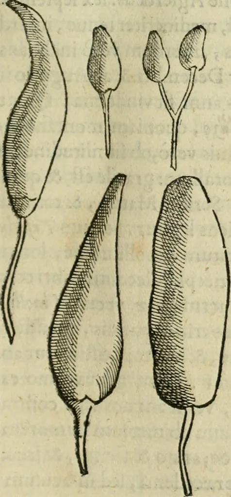 An illustration from Rerum medicarum Novae Hispaniae thesaurus, seu, Plantarum animalium mineralium Mexicanorum historia, 1651, leaf 176