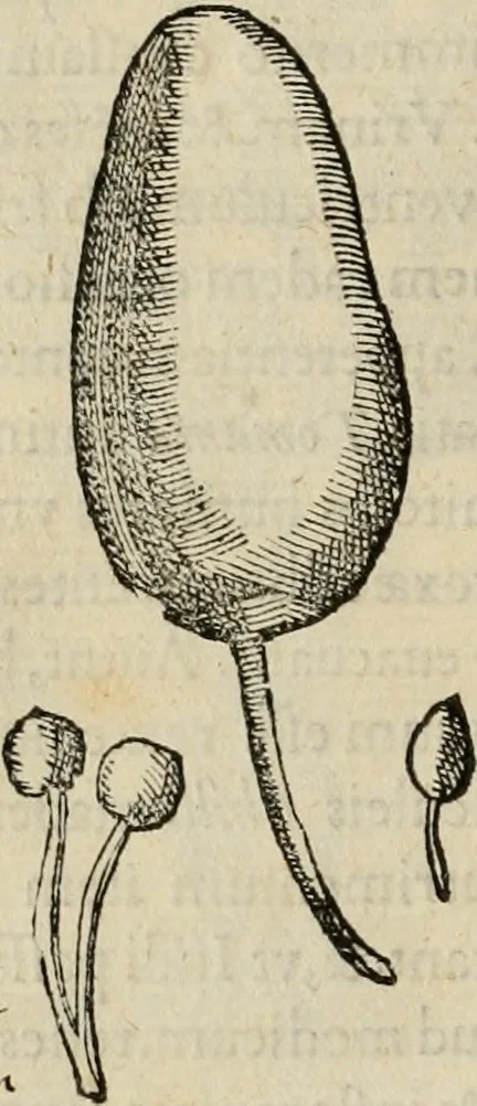 An illustration from Rerum medicarum Novae Hispaniae thesaurus, seu, Plantarum animalium mineralium Mexicanorum historia, 1651, leaf 177