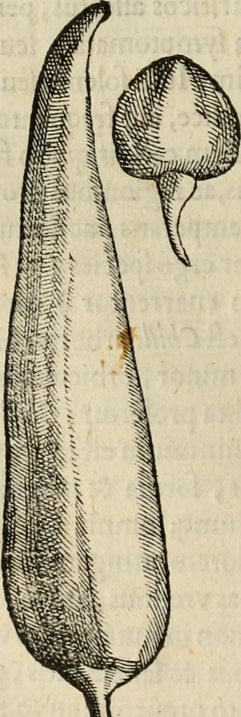 An illustration from Rerum medicarum Novae Hispaniae thesaurus, seu, Plantarum animalium mineralium Mexicanorum historia, 1651, leaf 177