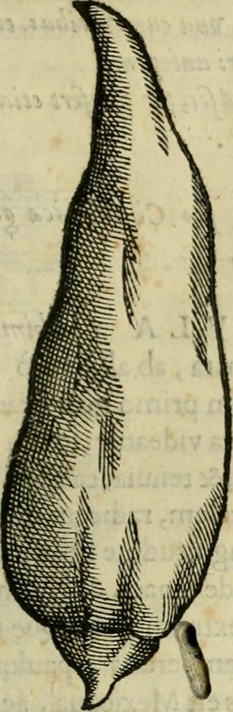 An illustration from Rerum medicarum Novae Hispaniae thesaurus, seu, Plantarum animalium mineralium Mexicanorum historia, 1651, leaf 178