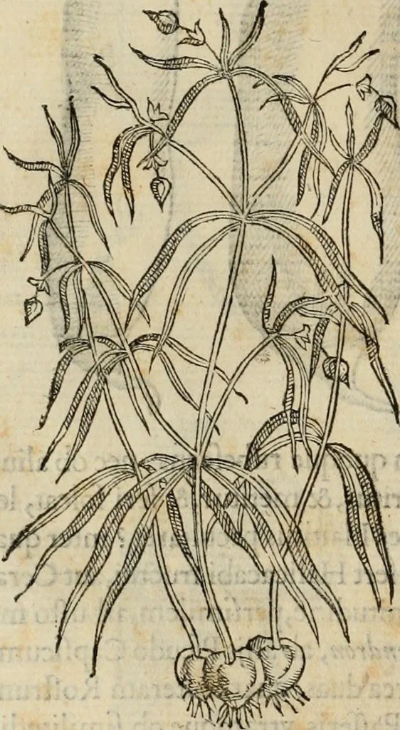 An illustration from Rerum medicarum Novae Hispaniae thesaurus, seu, Plantarum animalium mineralium Mexicanorum historia, 1651, leaf 179