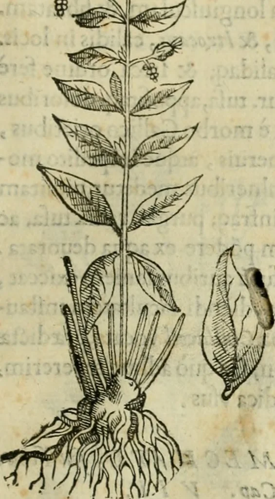 An illustration from Rerum medicarum Novae Hispaniae thesaurus, seu, Plantarum animalium mineralium Mexicanorum historia, 1651, leaf 180