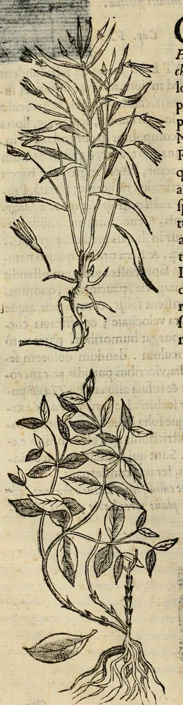 An illustration from Rerum medicarum Novae Hispaniae thesaurus, seu, Plantarum animalium mineralium Mexicanorum historia, 1651, leaf 181