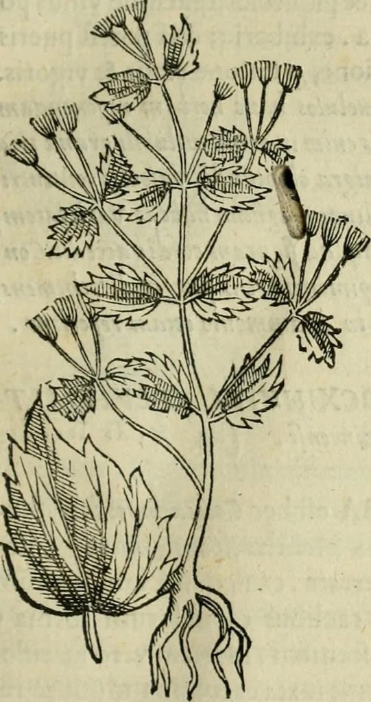 An illustration from Rerum medicarum Novae Hispaniae thesaurus, seu, Plantarum animalium mineralium Mexicanorum historia, 1651, leaf 182