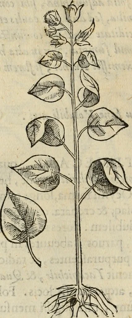 An illustration from Rerum medicarum Novae Hispaniae thesaurus, seu, Plantarum animalium mineralium Mexicanorum historia, 1651, leaf 183