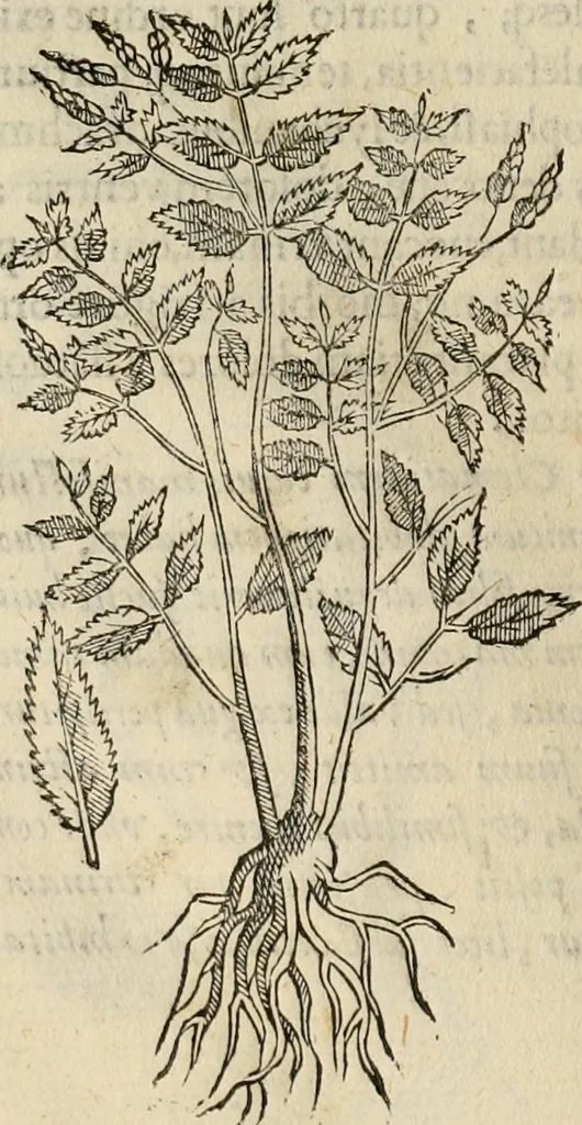 An illustration from Rerum medicarum Novae Hispaniae thesaurus, seu, Plantarum animalium mineralium Mexicanorum historia, 1651, leaf 183