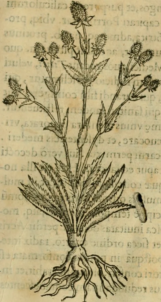 An illustration from Rerum medicarum Novae Hispaniae thesaurus, seu, Plantarum animalium mineralium Mexicanorum historia, 1651, leaf 184
