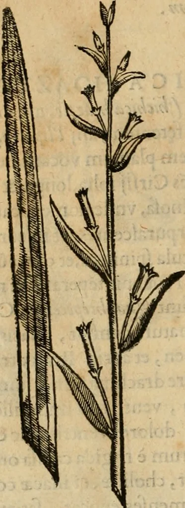 An illustration from Rerum medicarum Novae Hispaniae thesaurus, seu, Plantarum animalium mineralium Mexicanorum historia, 1651, leaf 185