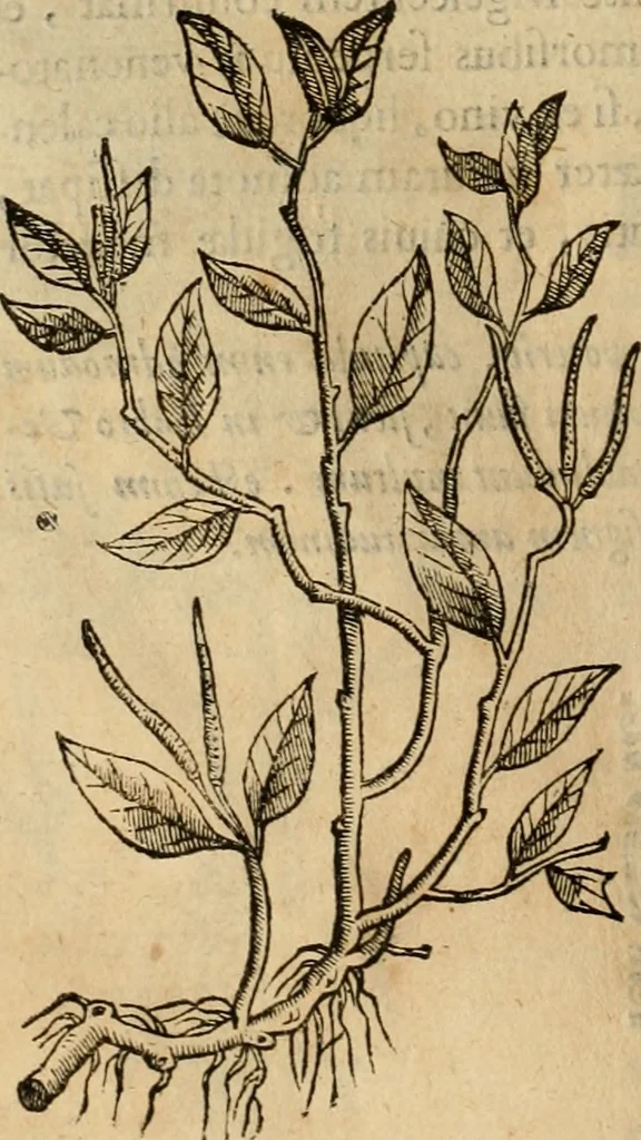 An illustration from Rerum medicarum Novae Hispaniae thesaurus, seu, Plantarum animalium mineralium Mexicanorum historia, 1651, leaf 185