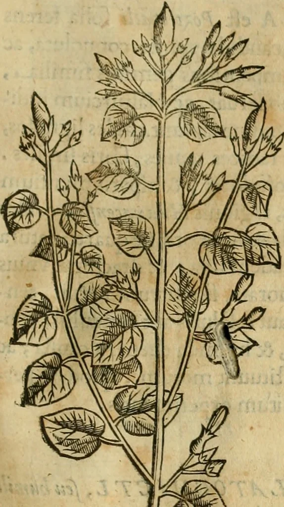 An illustration from Rerum medicarum Novae Hispaniae thesaurus, seu, Plantarum animalium mineralium Mexicanorum historia, 1651, leaf 186