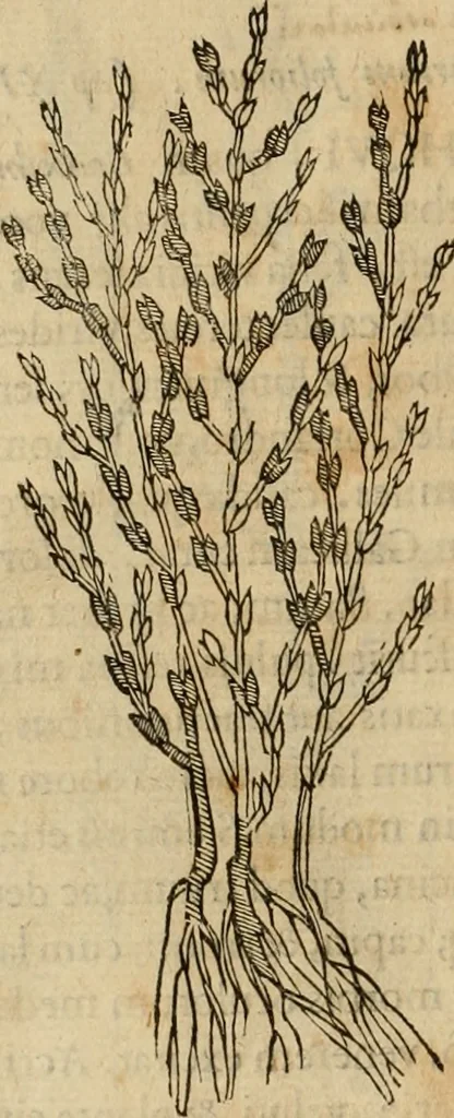 An illustration from Rerum medicarum Novae Hispaniae thesaurus, seu, Plantarum animalium mineralium Mexicanorum historia, 1651, leaf 187