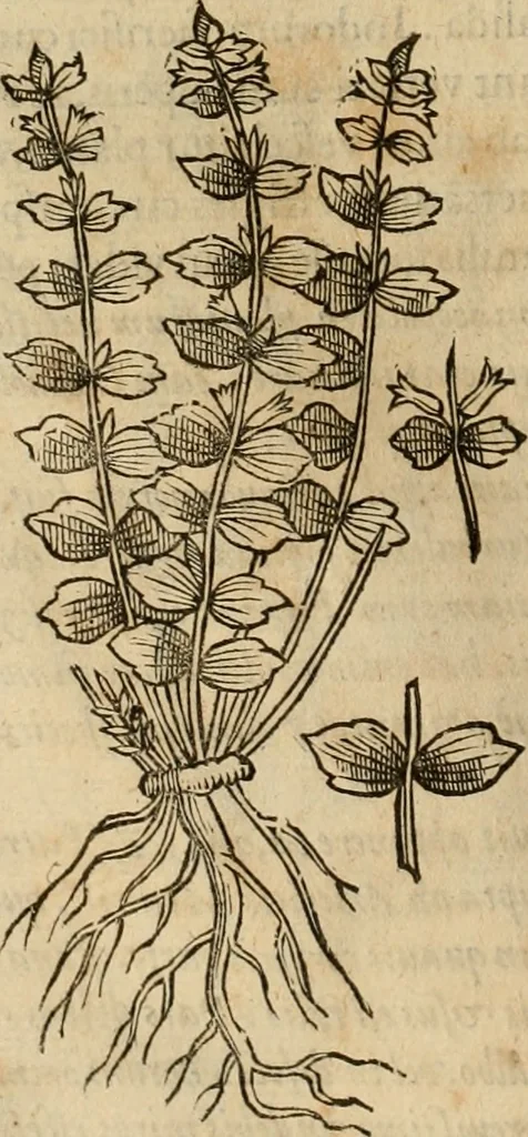 An illustration from Rerum medicarum Novae Hispaniae thesaurus, seu, Plantarum animalium mineralium Mexicanorum historia, 1651, leaf 187