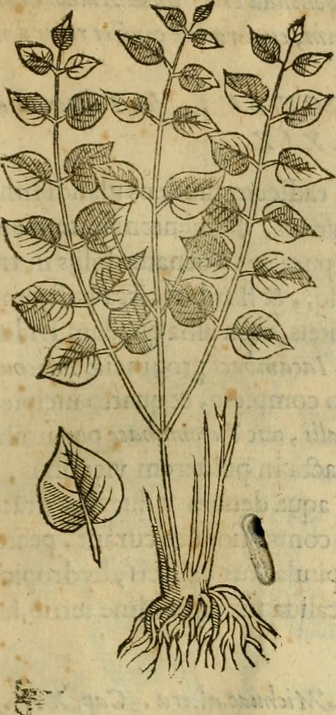 An illustration from Rerum medicarum Novae Hispaniae thesaurus, seu, Plantarum animalium mineralium Mexicanorum historia, 1651, leaf 188