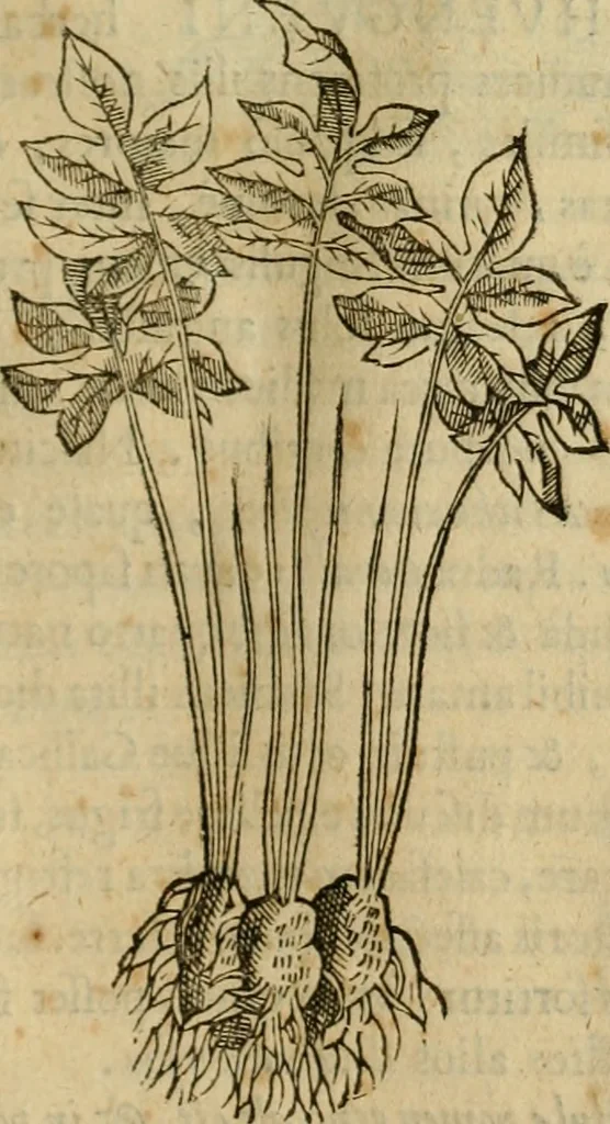 An illustration from Rerum medicarum Novae Hispaniae thesaurus, seu, Plantarum animalium mineralium Mexicanorum historia, 1651, leaf 188