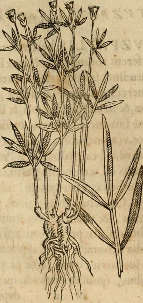 An illustration from Rerum medicarum Novae Hispaniae thesaurus, seu, Plantarum animalium mineralium Mexicanorum historia, 1651, leaf 189